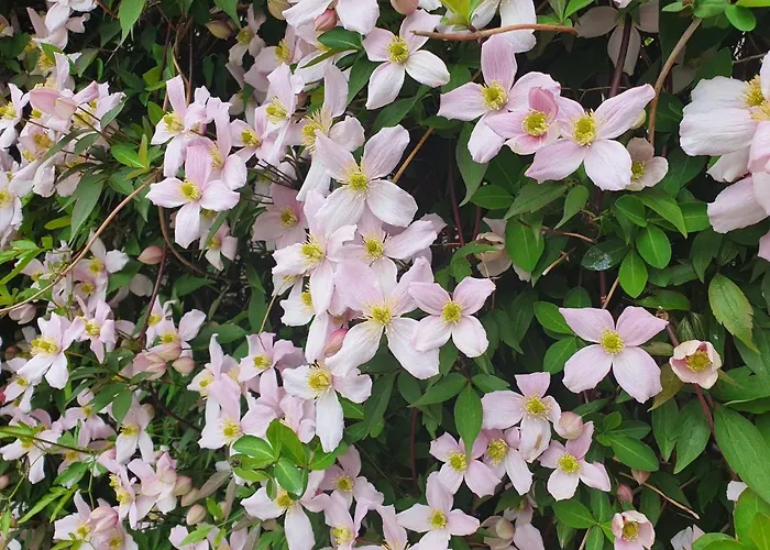 לינה וארוחת בוקר Val Colla 3*